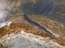 Blutegel im Gräppelensee